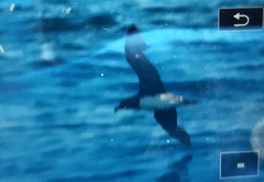 Pseudobulweria rostrata