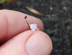 Utricularia minutissima