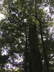 Beilschmiedia erythrophloia