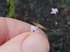 Utricularia minutissima