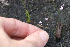 Utricularia minutissima
