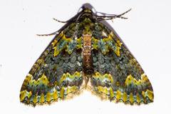 Austrocidaria callichlora