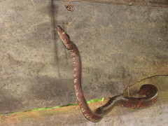 Corallus blombergi