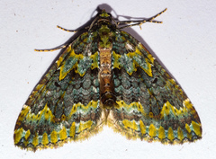 Austrocidaria callichlora