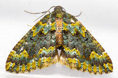 Austrocidaria callichlora