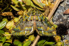 Austrocidaria callichlora