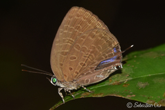 Arhopala pseudomuta