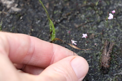 Utricularia minutissima