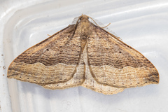 Austrocidaria stricta