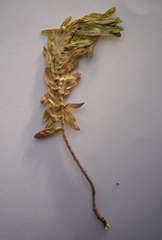 Euphorbia glareosa
