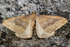Austrocidaria stricta