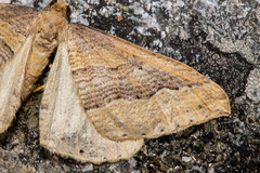 Austrocidaria stricta