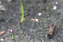 Utricularia minutissima