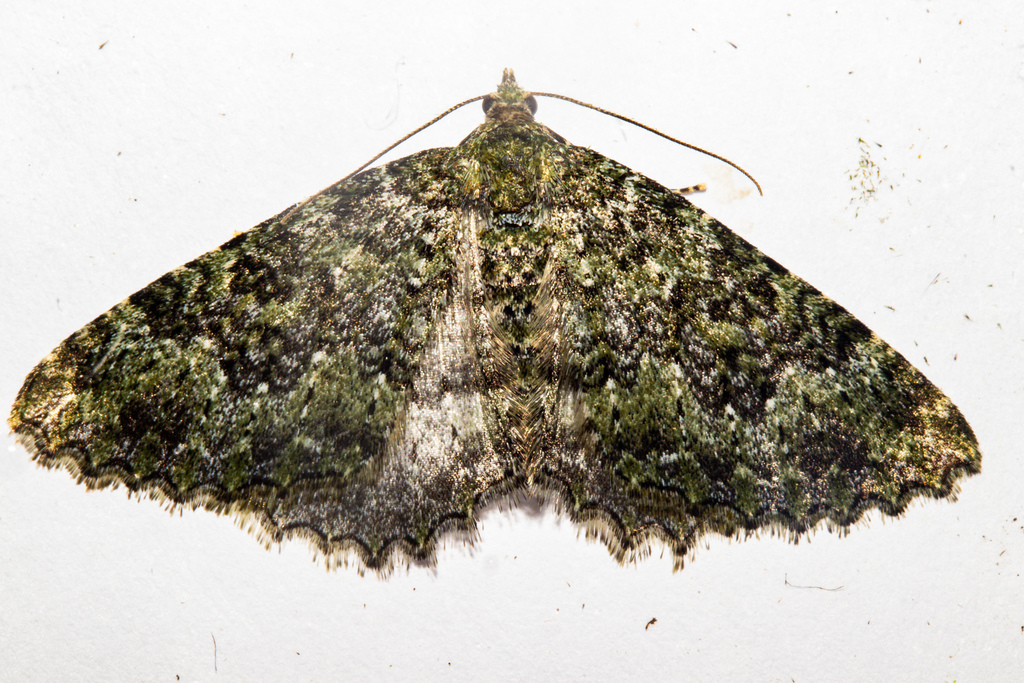 Austrocidaria umbrosa