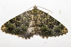 Austrocidaria umbrosa