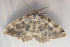 Gingidiobora subobscurata