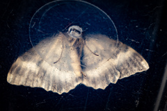 Gingidiobora subobscurata