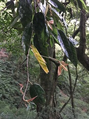 Ficus pumila awkeotsang