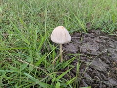 Panaeolus cyanescens