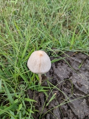 Panaeolus cyanescens