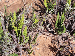 Cheilanthes contracta