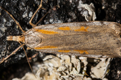 Scoparia scripta