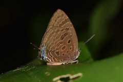 Arhopala athada