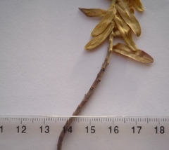 Euphorbia glareosa
