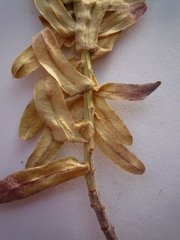Euphorbia glareosa