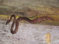 Corallus blombergi