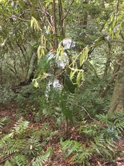 Lithocarpus lepidocarpus