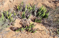 Cheilanthes contracta