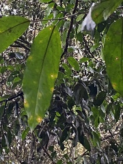 Strombosia scheffleri image