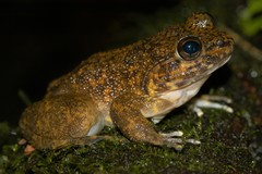 Mantidactylus grandidieri