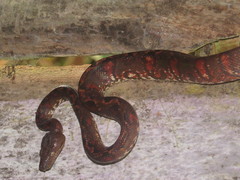 Corallus blombergi