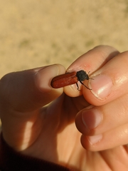 Bostrichus capucinus