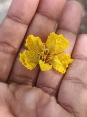 Peltophorum pterocarpum