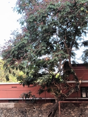 Peltophorum pterocarpum