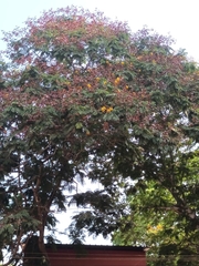 Peltophorum pterocarpum