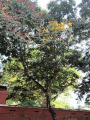 Peltophorum pterocarpum