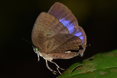 Arhopala pseudomuta