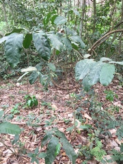 Homalium