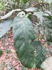 Homalium