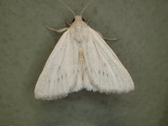 Heliocheilus aleurota