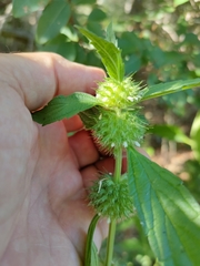 Leucas martinicensis