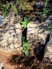 Chlorophytum crispum