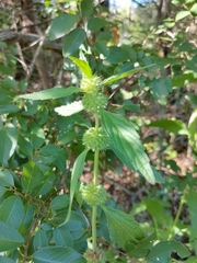 Leucas martinicensis