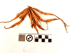 Chlorophytum crispum