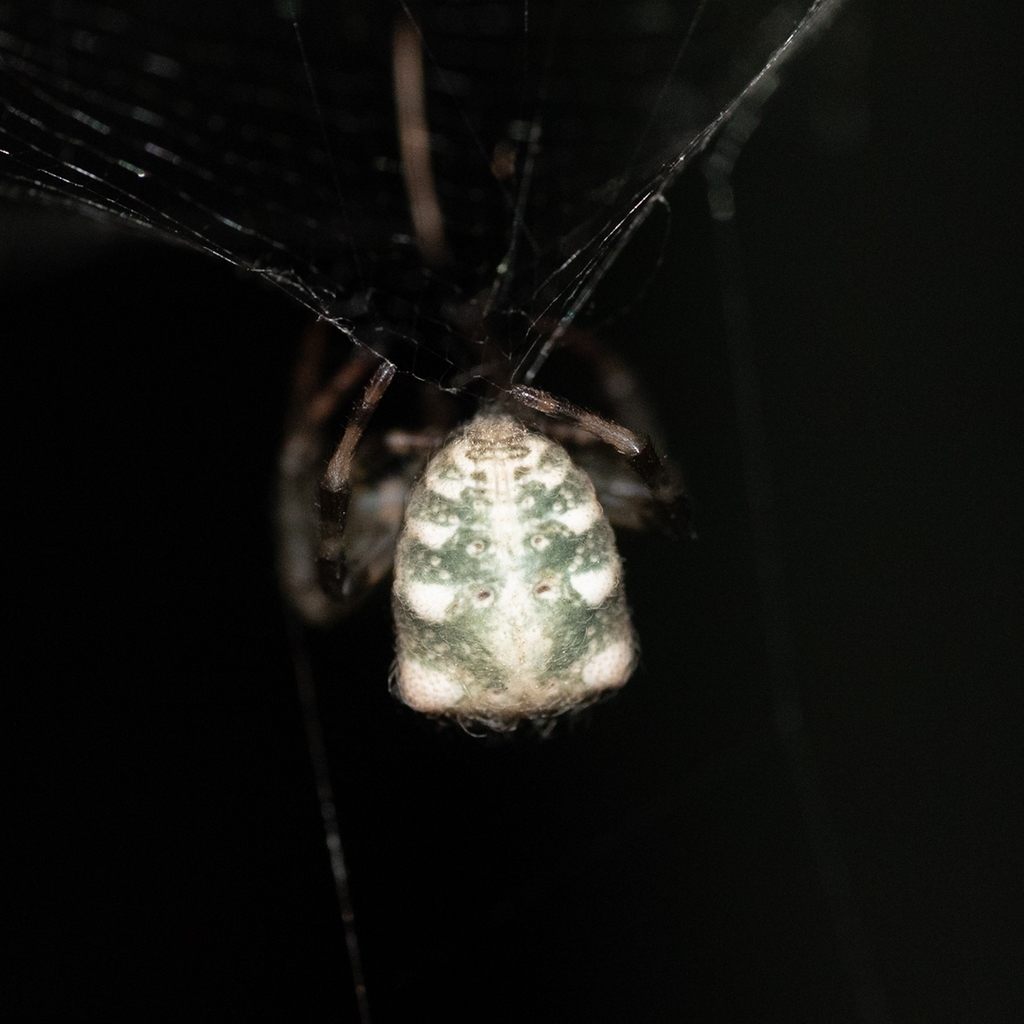 Russian Tent Spider