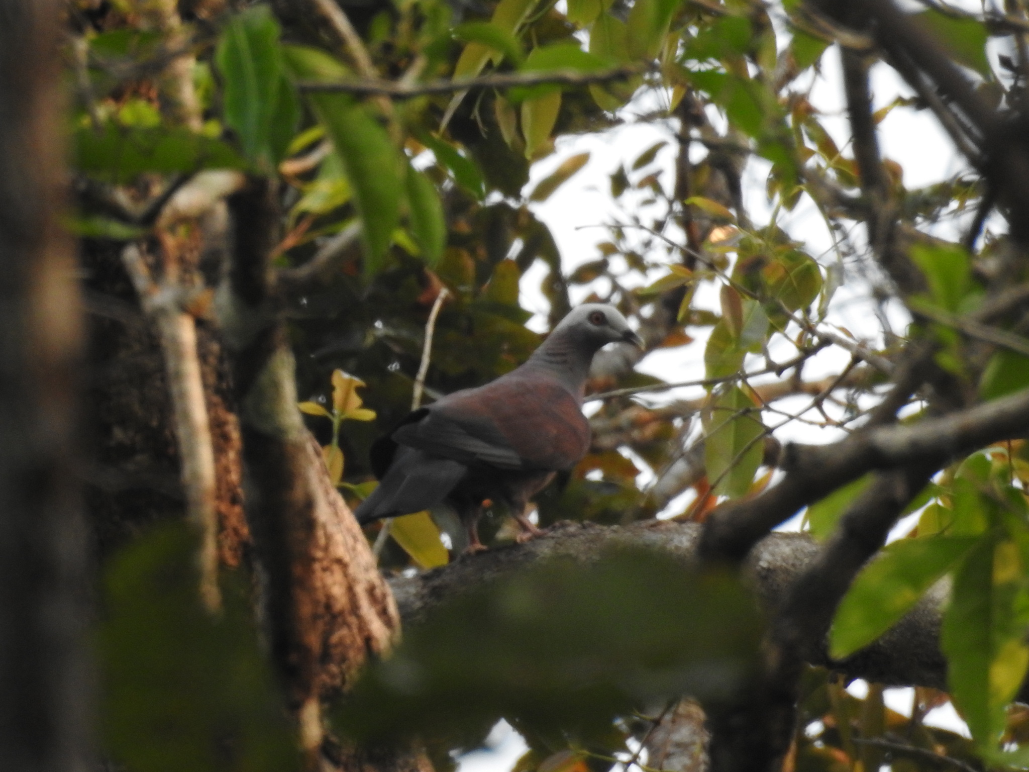 Pale-capped Pigeon